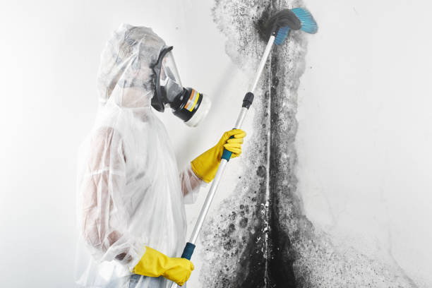 Best Airborne Mold Testing  in Elyria, OH