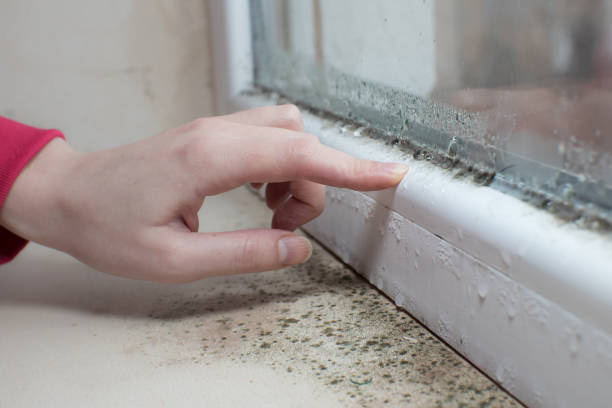 Best Mold Odor Removal Services  in Elyria, OH